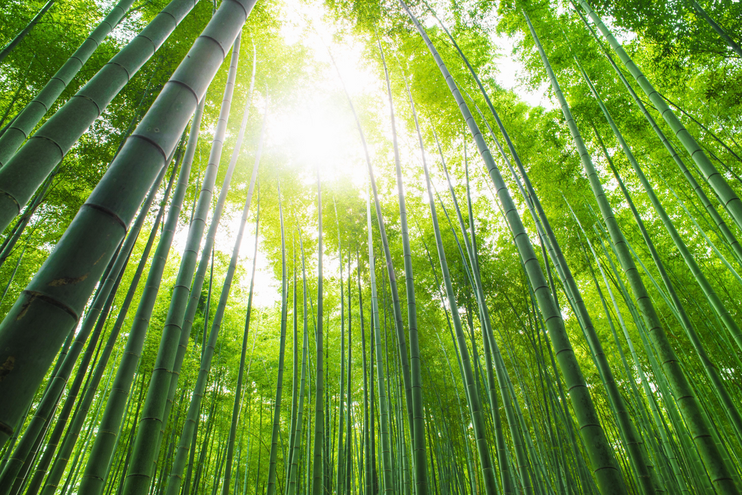 Bamboo