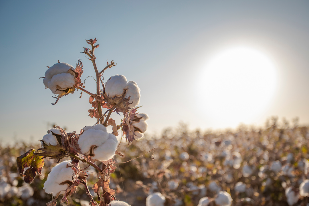 Cotton
