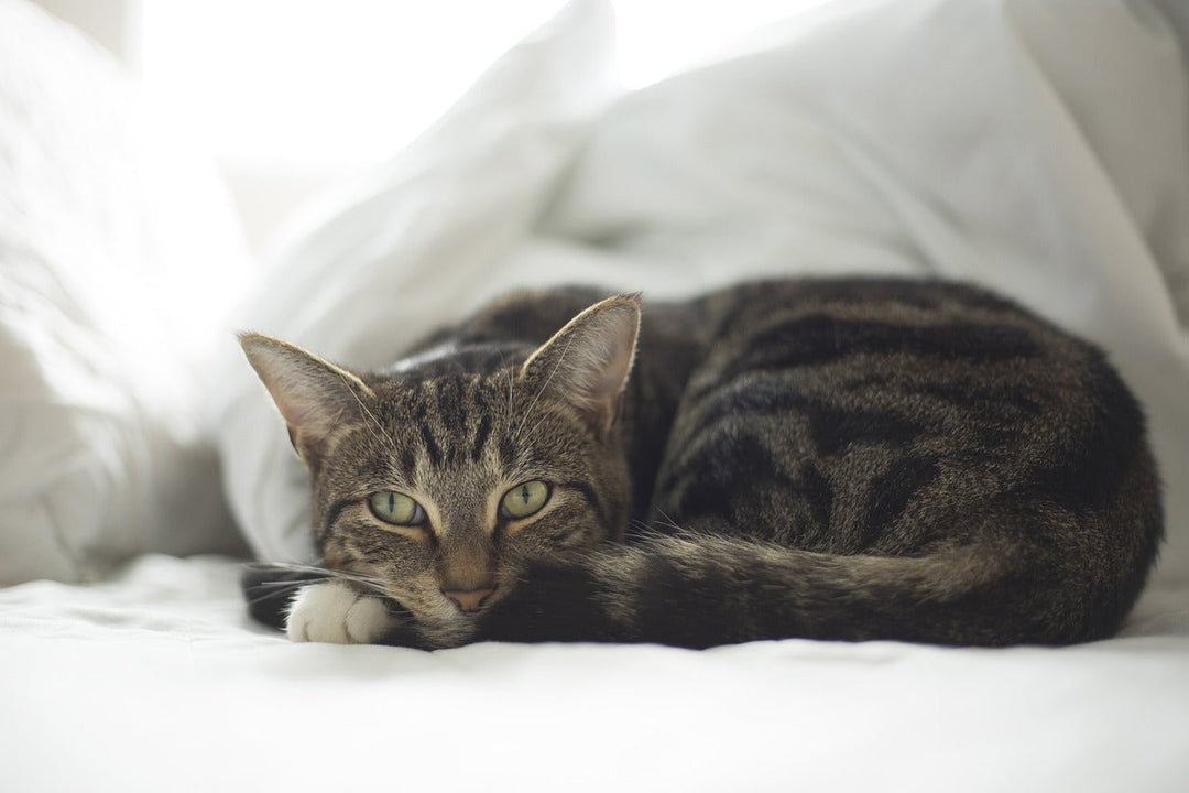 Changing Seasons Means Extra Cat Hair to Clean on Your Bed
